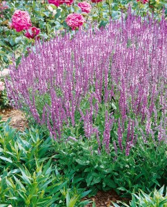 Salvia pratensis 9 cm Topf - Größe nach Saison