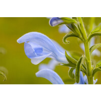Salvia pratensis 9 cm Topf - Größe nach Saison