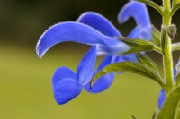 Salvia pratensis 9 cm Topf - Größe nach Saison