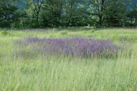 Salvia pratensis 9 cm Topf - Größe nach Saison