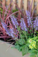 Salvia pratensis 9 cm Topf - Größe nach Saison