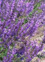 Salvia pratensis 9 cm Topf - Größe nach Saison