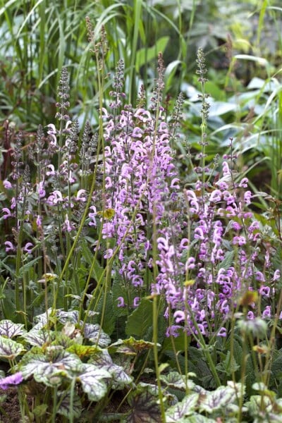 Salvia pratensis Rhapsody in Blue  -R- 9 cm Topf - Größe nach Saison