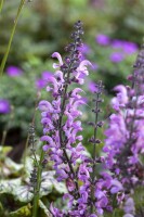 Salvia pratensis Rhapsody in Blue  -R- 9 cm Topf - Größe nach Saison