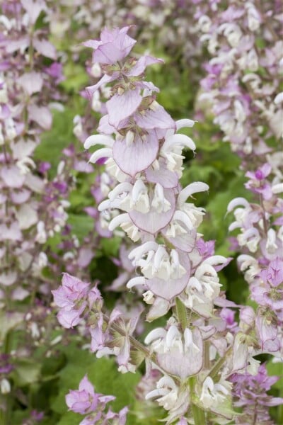 Salvia sclarea 11 cm Topf - Größe nach Saison