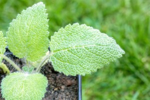 Salvia sclarea 11 cm Topf - Größe nach Saison