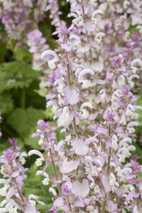 Salvia sclarea 11 cm Topf - Größe nach Saison