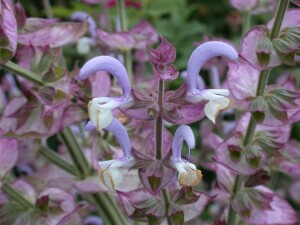 Salvia sclarea 11 cm Topf - Größe nach Saison