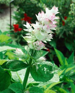 Salvia sclarea 11 cm Topf - Größe nach Saison