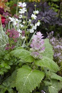 Salvia sclarea 11 cm Topf - Größe nach Saison