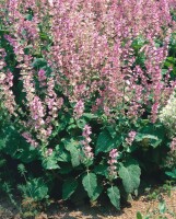 Salvia sclarea 11 cm Topf - Größe nach Saison