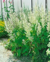 Salvia sclarea 11 cm Topf - Größe nach Saison