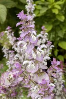 Salvia sclarea 11 cm Topf - Größe nach Saison