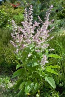 Salvia sclarea 11 cm Topf - Größe nach Saison