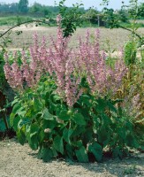 Salvia sclarea 11 cm Topf - Größe nach Saison