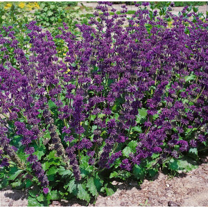 Salvia verticillata Purple Rain 9 cm Topf -...