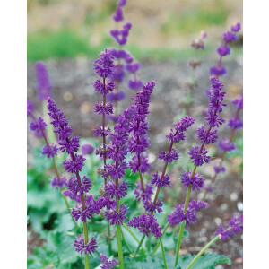Salvia verticillata Purple Rain 9 cm Topf -...