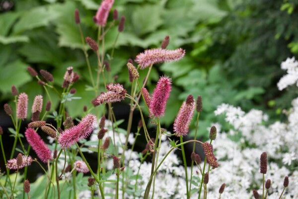 Sanguisorba menziesii 11 cm Topf - Größe nach Saison