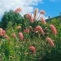 Sanguisorba obtusa 11 cm Topf - Größe nach Saison