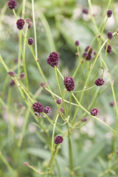 Sanguisorba officinalis 9 cm Topf - Größe nach Saison