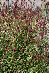 Sanguisorba officinalis 9 cm Topf - Größe nach Saison