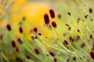 Sanguisorba officinalis 9 cm Topf - Größe nach Saison