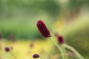 Sanguisorba officinalis 9 cm Topf - Größe nach Saison