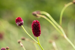 Sanguisorba officinalis 9 cm Topf - Größe nach Saison