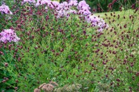 Sanguisorba officinalis 9 cm Topf - Größe nach Saison