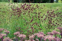 Sanguisorba officinalis 9 cm Topf - Größe nach Saison