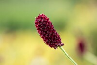 Sanguisorba officinalis 9 cm Topf - Größe nach Saison