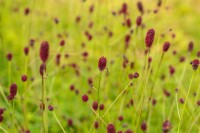 Sanguisorba officinalis Tanna 9 cm Topf - Größe nach Saison