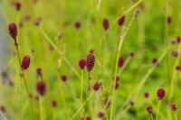 Sanguisorba officinalis Tanna 9 cm Topf - Größe nach Saison