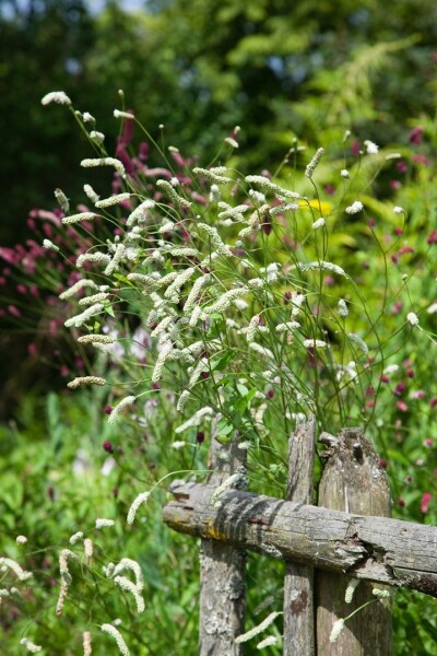 Sanguisorba tenuifolia 11 cm Topf - Größe nach Saison