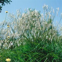 Sanguisorba tenuifolia 11 cm Topf - Größe nach Saison