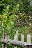 Sanguisorba tenuifolia 11 cm Topf - Größe nach Saison