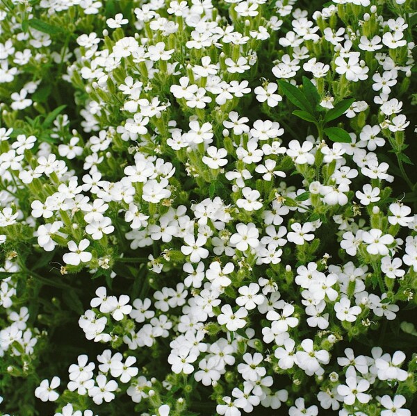 Saponaria ocymoides Snow Tip 9 cm Topf - Größe nach Saison