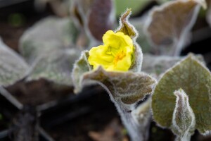 Saruma henryi 9 cm Topf - Größe nach Saison