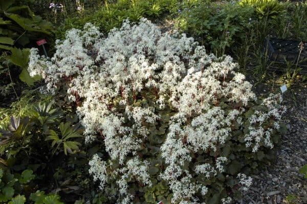 Saxifraga cortusif.var.fort.Rubrifolia 9 cm Topf - Größe nach Saison