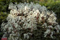 Saxifraga cortusif.var.fort.Rubrifolia 9 cm Topf - Größe nach Saison