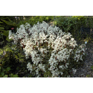 Saxifraga cortusifolia var.fortunei 9 cm Topf -...