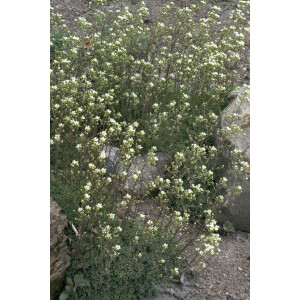Saxifraga paniculata 9 cm Topf - Größe nach...