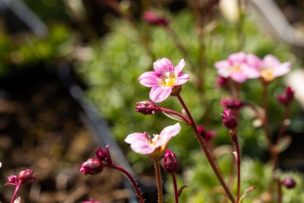 Saxifraga x arendsii Silver Cushion 9 cm Topf - Größe nach Saison