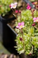 Saxifraga x arendsii Silver Cushion 9 cm Topf - Größe nach Saison