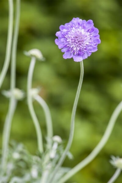 Scabiosa columbaria Butterfly Blue 11 cm Topf - Größe nach Saison