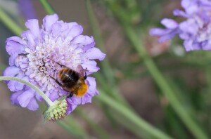 Scabiosa columbaria Butterfly Blue 11 cm Topf - Größe nach Saison