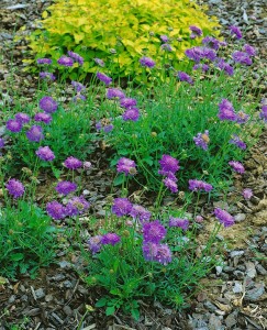 Scabiosa columbaria Butterfly Blue 11 cm Topf - Größe nach Saison