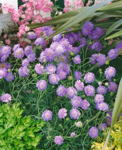 Scabiosa columbaria Butterfly Blue 11 cm Topf - Größe nach Saison