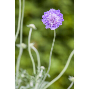 Scabiosa columbaria Butterfly Blue P 1