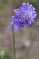 Scabiosa columbaria Butterfly Blue 11 cm Topf - Größe nach Saison